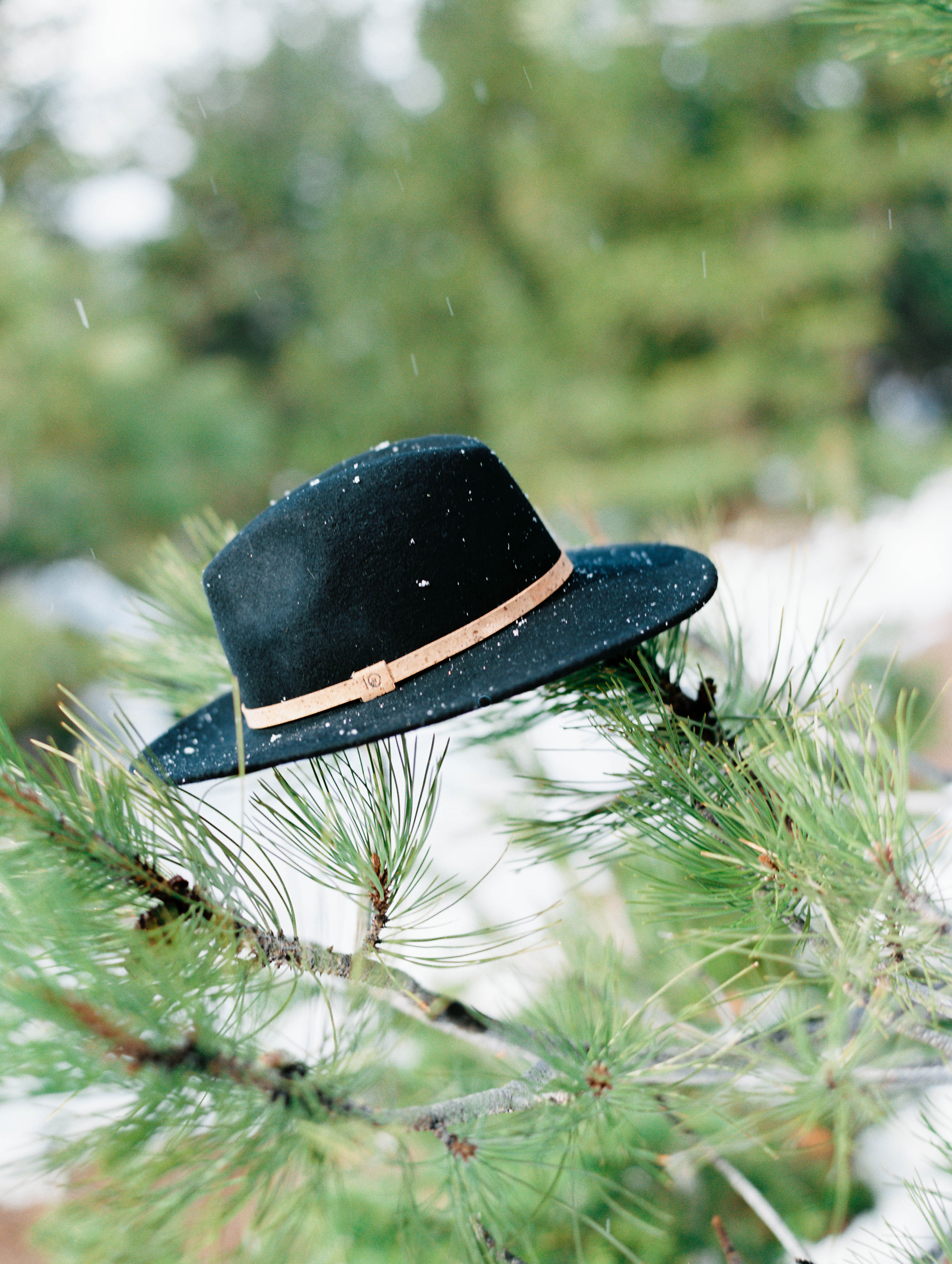hat hanging on pine tree