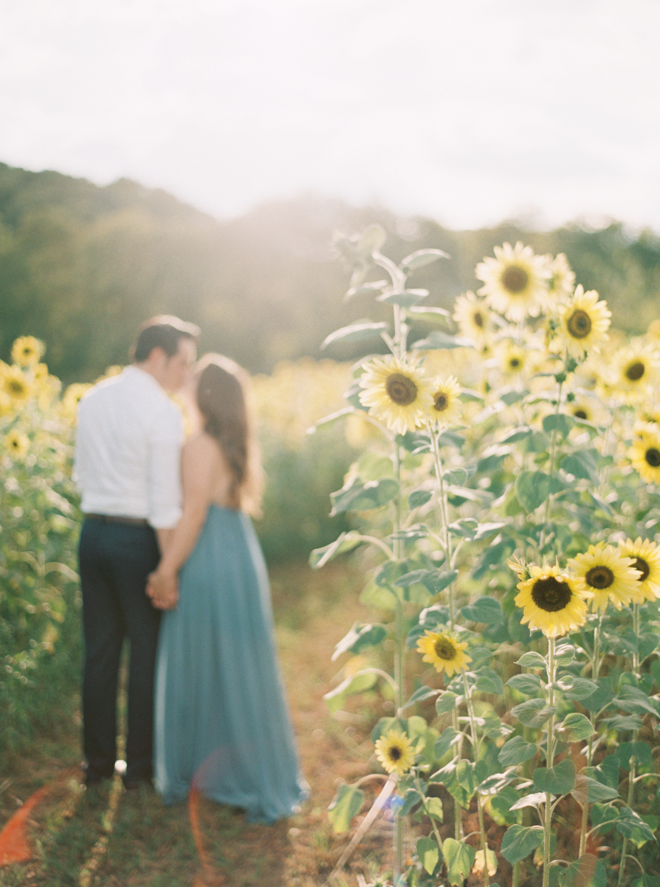 sunflowers at sunset with couple kissing