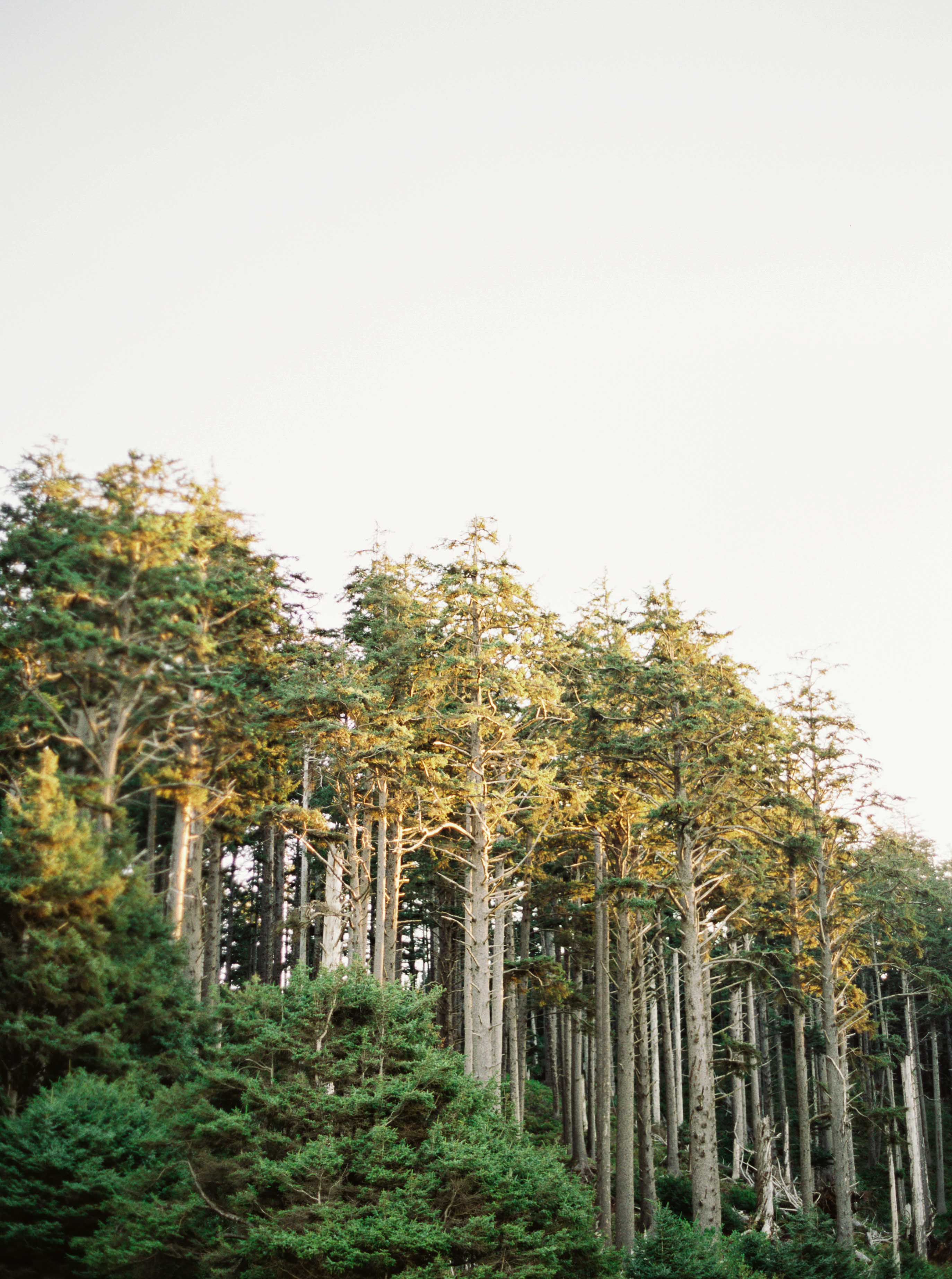 Film Image of Trees on Oregon Coast